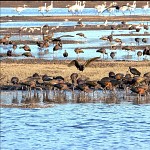 Ibis, Agamon Hahoula. מגלנים באגמון החולה